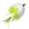 White-Green