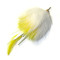 White-Yellow