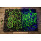 Fluo 