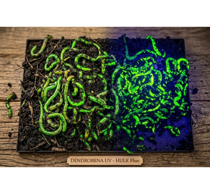 Червь Дендробена UV - HULK Fluo (30-35 шт)