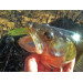 LJ MAKORA SHAD TAIL 3D Pro Series  3 / 003 *7