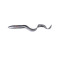 Black Silver Eel 