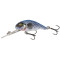 Goby