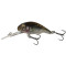Goby