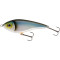 Blueback Herring